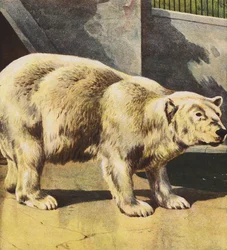 Oso polar (litografía en color)