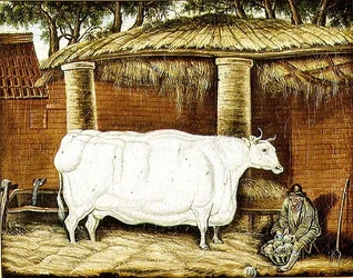 Buey primitivo