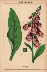 Dedalera morada  , de "The Instructive Picturebook, or Lessons from the Vegetable World", [Charlotte Mary Yonge], Edimburgo