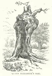 Roble de la Reina Isabel (grabado)