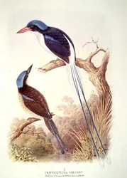 Martín pescador de cola raqueta, fol. 12, vol. III, de «El libro de las aves» de A. M. Lysaght