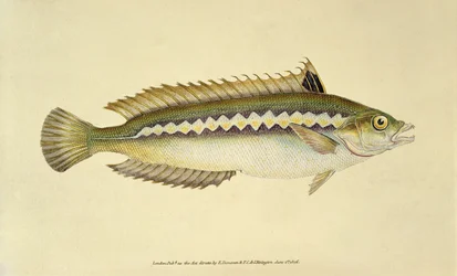 Pez arco iris, Pl.96 de "The Natural History of British Fishes", pub. by E. Donovan and F.C.  J. Rivington