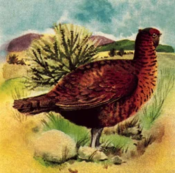 Perdiz roja