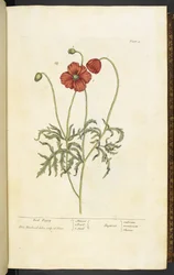 Amapola roja, placa 2 de 