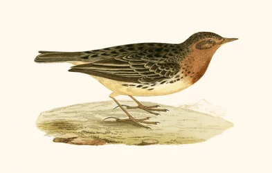 Pipit de garganta roja, ilustración de 