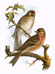 Pollos rojos