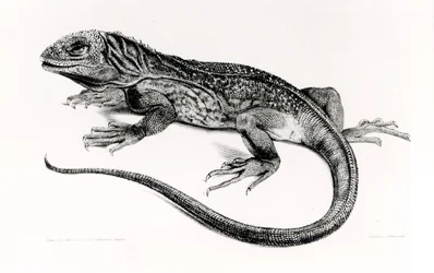 Reptil, ilustración de 