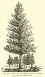 Restauración de Sphenophyllum, una planta de las Medidas del Carbón