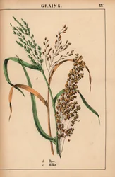 arroz y mijo  , de "The Instructive Picturebook, or Lessons from the Vegetable World", [Charlotte Mary Yonge], Edimburgo
