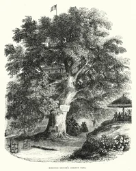 El castaño de Robinson Crusoe (grabado)