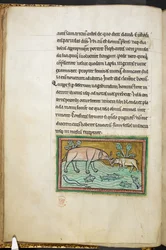 Real 12 F.XIII, f.13v Un elefante grande y uno pequeño en un arroyo lleno de peces.  Bestiario (ff. 3-141), Lapidario (ff. 141v-149)  2do cuarto del siglo XIII
