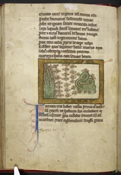 Royal MS 12 C XIX, f.24v Hormigas, de 