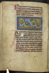 Royal MS 12 C XIX, f.63v Anguis, de 