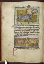 Royal MS 12 C XIX, f.8v Centaur, from 