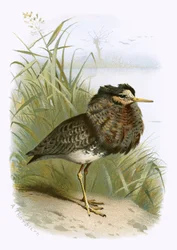 Gorguera