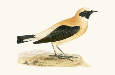 Collalba rojiza, ilustración de 