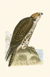 Halcón sacre, ilustración de 