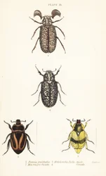 Escarabajos escarabajos: Pelidnota pulchella subsp