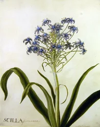 Estudio botánico de Scilla Peruviana