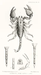 Escorpiones de Somalilandia, ilustración de The Hope Reports, Vol. II, 1897-1900, editado por Edward B. Poulton, Oxford, 1901