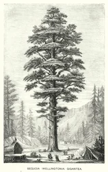 Sequoia (Wellingtonia) Gigantea (grabado)