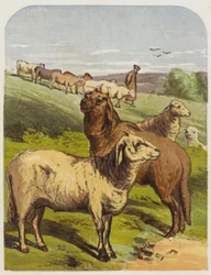 Ovejas