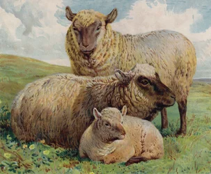 Oveja y cordero
