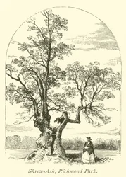 Shrew-Ash, Parque de Richmond