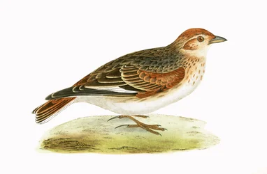 Alondra siberiana, ilustración de 