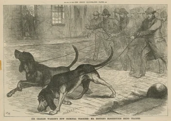 Los nuevos rastreadores criminales de Sir Charles Warren: Los sabuesos de Mr. Brough siendo entrenados