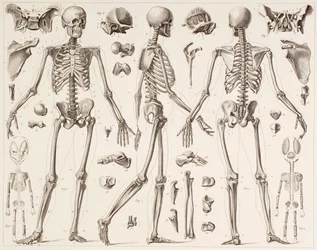 Esqueleto de un humano completamente desarrollado, según una impresión del siglo XIX