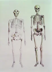 Esqueletos de Australopithecus Boisei y Homo Sapiens