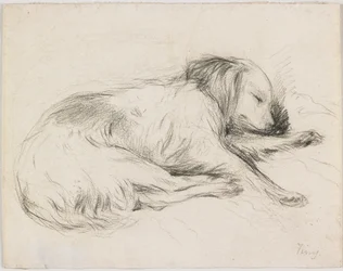 Perro durmiendo
