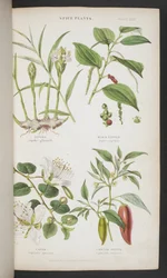 Plantas de especias, de 