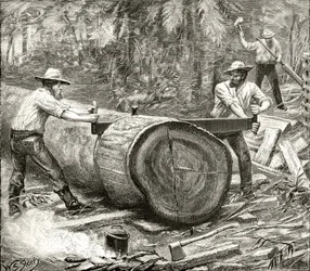 Divisores en el Bosque, c.1880, de 