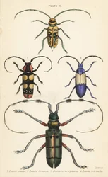 Sternotomis pulchra 1, Tragocephala formosa 2, escarabajo del saúco, Desmocerus palliatus 3, y Thysia wallichii 4