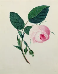 Estudio de una rosa rosa, c.1820