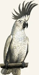 Cacatúa sulfúrea