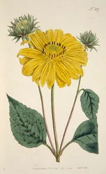 Girasol, grabado coloreado a mano
