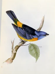 Tanagra Darwini, lámina 34 de La Zoología del Viaje del H.M.S. Beagle 1832-36, por Charles Darwin (1809-92), 1840