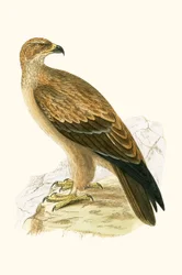 Águila parda, ilustración de 