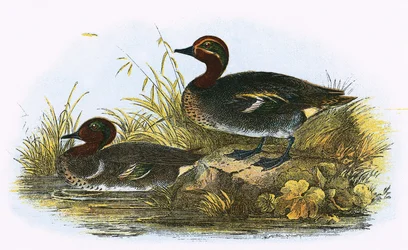 Cerceta (derecha) y cerceta americana (izquierda)