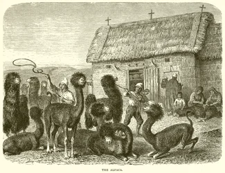 La Alpaca