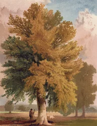 El haya a principios de otoño (litografia en color)