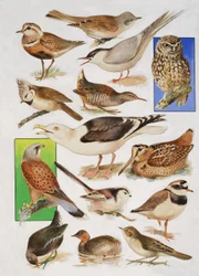Los pájaros de Gran Bretaña