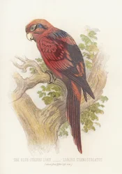 El Loro de Rayas Azules, Lorius Cyanostriatus