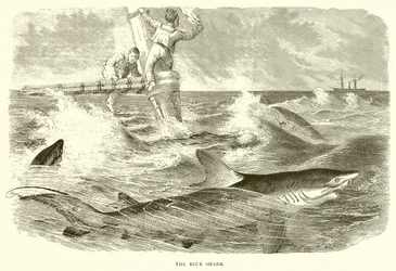El Tiburón Azul