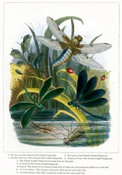 El vivero de mariposas (grabado coloreado)