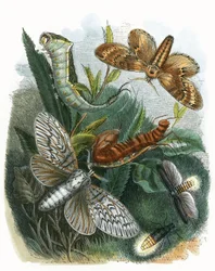 El Vivario de Mariposas