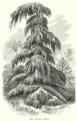 El Cedro Deodar (grabado)